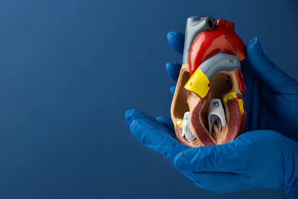 person holding anatomic heart model educational purpose copy