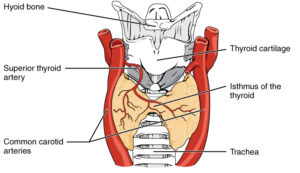 Anterior thyroid